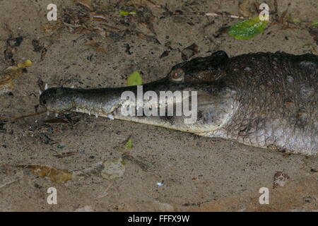 Afrikanische schlanken snouted Krokodil (Mecistops Cataphractus) auf dem Land, Ruhe am Ufer Stockfoto