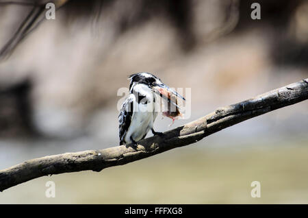 Pied Kingfisher mit fangfrischem Fisch im Schnabel Stockfoto