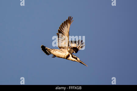 Pied Kingfisher im Flug Stockfoto