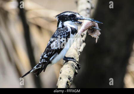 Pied Kingfisher mit einem Fisch im Schnabel Stockfoto