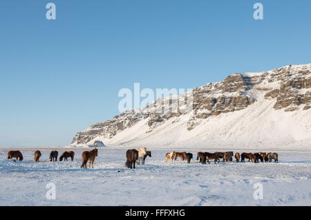 Islandpferde stehen im Schnee Stockfoto