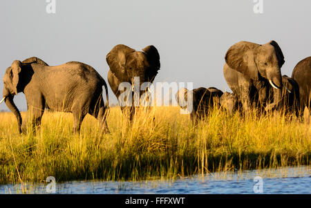 Gruppe der afrikanischen Elefanten am Ufer des Chobe Flusses Stockfoto