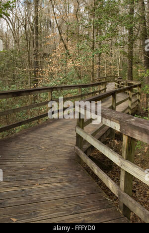 Congaree Nationalpark Hopkins, SC, USA. Stockfoto