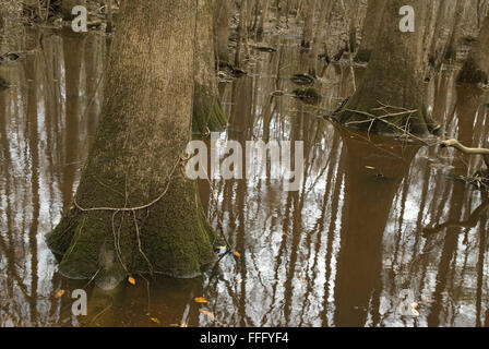 Congaree Nationalpark Hopkins South Carolina USA Stockfoto