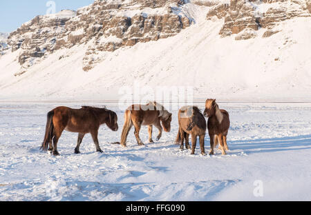 Islandpferde stehen im Schnee Stockfoto