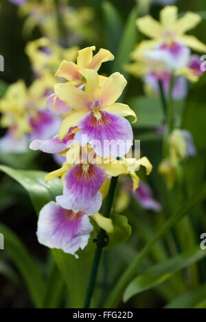 Miltonia Sonnenuntergang Orchidee Stockfoto