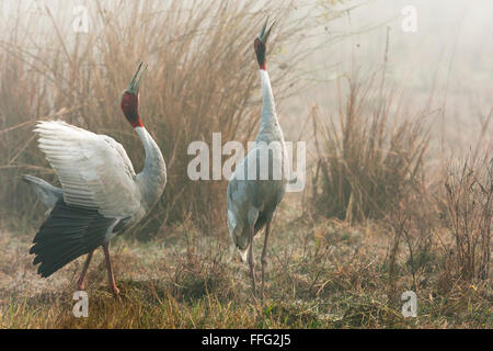 Stilicho Kraniche (Grus Antigone) paar tanzen im Nebel am Morgen im Keoladeo National Park, Bharatpur, Rajasthan, Indien. Stockfoto