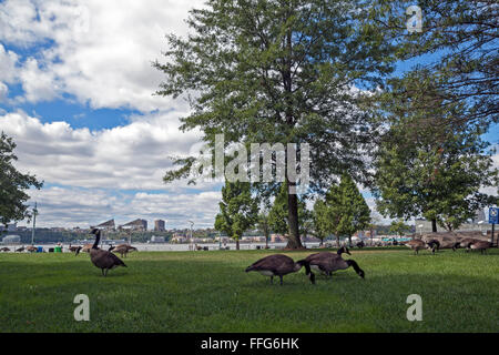 Gänse grasen auf dem Rasen im Hudson River Park in Manhattan. Stockfoto