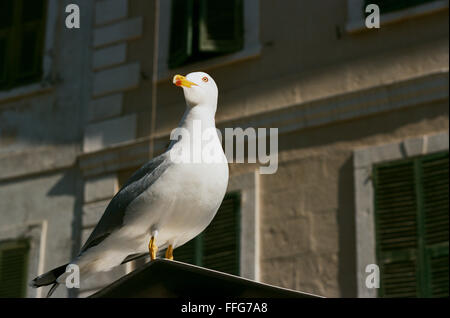 Ein Seevogel steht stolz in Gibralter Stockfoto
