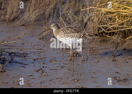 Curlew Numenius arquata Fütterung im Winter auf schlammigen Küste Stockfoto