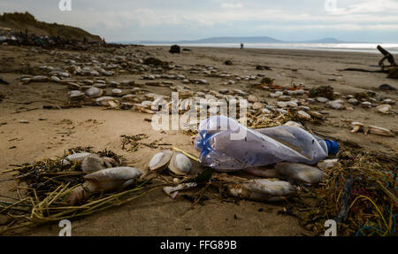 Süd-Wales, UK. 13. Februar 2016. Das Ergebnis der jüngsten orkanartigen Winden und hohen Gezeiten hinterlassen eine Spur der Verschmutzung, einschließlich Kunststoff, Pembrey Sands (Cefn Sidan), Pembrey Country Park, in der Nähe von Llanelli, Carmarthenshire, Wales, UK angespült. Inmitten der Trümmer sind Soft-Shell Muscheln oder Sand Gapers (Mya Arenaria) von Carmarthen Bay, auch durch die Flut gestrandet. © Algis Motuza/Alamy Live News Bildnachweis: Algis Motuza/Alamy Live-Nachrichten Stockfoto