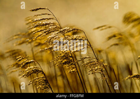 Schilfbeetes bei Cley Nature reserve Norfolk im Winter Stockfoto