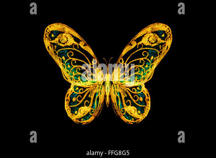 hellgelb und Tirkys Farbe Schmetterling auf schwarzen bckground Stockfoto