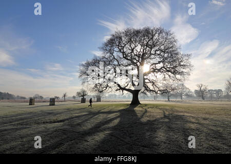 Kalten, nebligen Morgen im Bushy Park, London, UK. Stockfoto