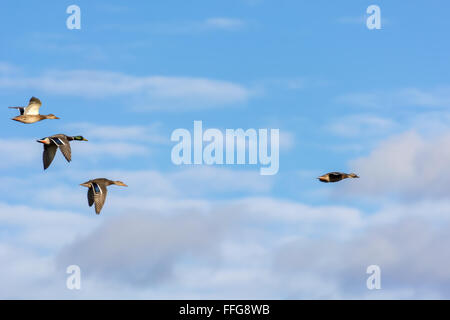 Stockenten (Anas Platyrhynchos) im Flug Stockfoto