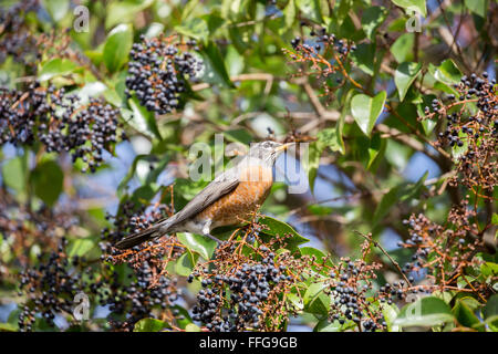 American Robin (Turdus migratorius) Feeds auf schwarze Beeren im Winter. Stockfoto