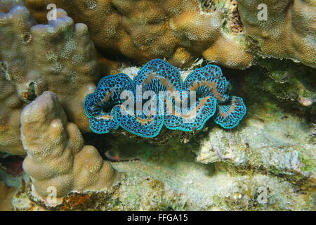 Marine Unterwasserwelt, zweischalige Molluske Maxima Clam, Tridacna Maxima, Pazifik, Französisch-Polynesien Stockfoto