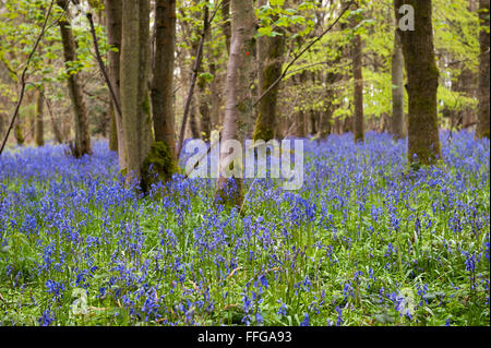 Glockenblumen (Endymion Nonscriptus) auf Waldlichtung England Großbritannien Großbritannien Europa Stockfoto