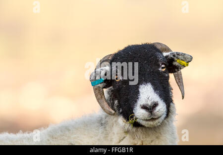 Blackface Schafe kauen grass, Blick in die Kamera, Yorkshire, England Stockfoto