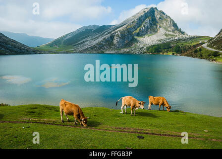 Grasende Kühe auf den Wiesen in der Nähe der See Enol.lakes von Covadonga. Asturien, Spanien Stockfoto