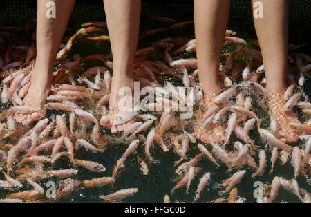 Frauen reinigen Fuß große Schule des Fisches Mosambik Tilapia (Oreochromis Mossambicus) in einem Hikkaduwa Lagune Fluss, Hikkaduwa Stockfoto