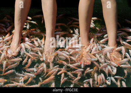 Frauen reinigen Fuß große Schule des Fisches Mosambik Tilapia (Oreochromis Mossambicus) in einem Hikkaduwa Lagune Fluss, Hikkaduwa Stockfoto