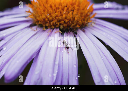 Ameise sitzt auf einem schönen lila Gänseblümchen Stockfoto