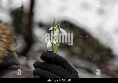 Schneeglöckchen Blume in Frau hand im Winter, Sofia, Bulgarien Stockfoto