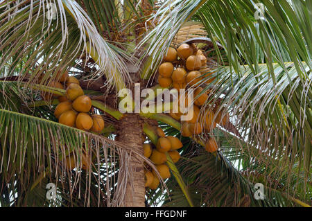 Reife Kokosnüsse auf einer Palme, Kkaduwa, Sri Lanka, Südasien Stockfoto