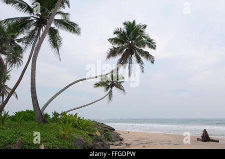 Palmen Sie am Sandstrand, Hikkaduwa, Sri Lanka, Südasien Stockfoto