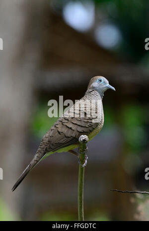 Zebra Taube, (Geopelia Striata), einziger Vogel sitzen auf Ast, Koh Samui, Thailand Stockfoto