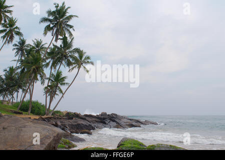 Palmen auf den felsigen Ufern des Indischen Ozeans, Hikkaduwa, Sri Lanka, Süd-Asien Stockfoto