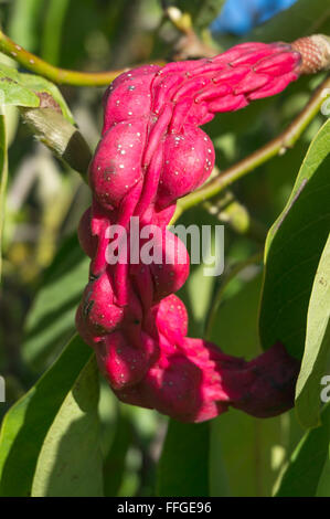 Rote Früchte eine Untertasse Magnolie (Magnolia X soulangiana, Magnolia Soulangiana, X soulangeana Magnolia, Magnolia Soulangeana) Stockfoto