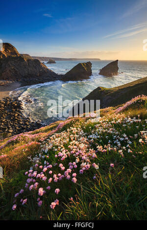 Queller Insel in der Nähe von Portreath auf der Nordküste von Cornwall, eingefangen von der Küstenweg, kurz vor Sonnenuntergang in Mitte Mai. Stockfoto