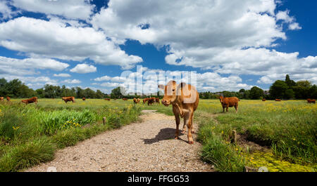 Kuh auf Sudbury Wiesen an einem Sommertag Stockfoto