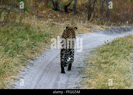 Leoparden sind agil und schleichende Raubtiere. Sie haben massive Schädel & kräftigen Kiefer Stockfoto