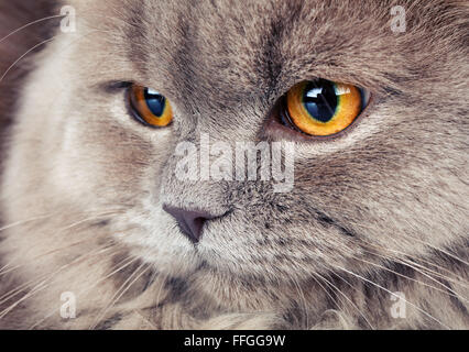 Porträt der graue Katze mit gelben Augen Stockfoto