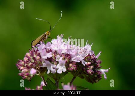 Weibliche Brassy Longhorn Moth (Nemophora Metallica) auf einem wilden Majoran (Origanum Vulgare) Flowerhead, Kreide Grünland, UK, Juli. Stockfoto