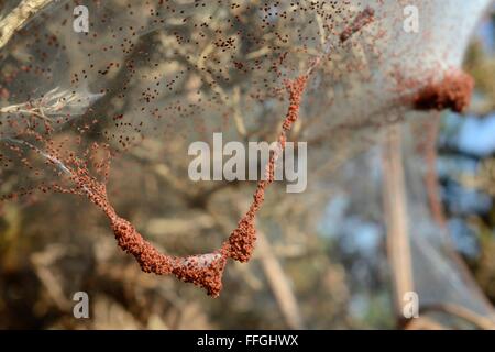 Ginster Spinnmilben (Tetranychus Lintearius) Massierung auf ihre seidene Zelt über einem Gorse-Busch (Ulex Europaeus) bereit für die Migration. Stockfoto