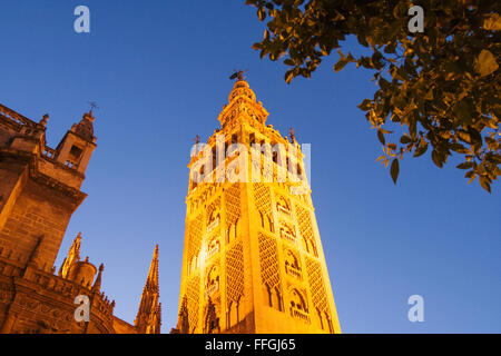 Die Giralda Turm bei Nacht. Sevilla, Andalusien, Spanien Stockfoto