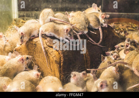 Ratten auf Holz in Zelle. Viele Ratten Stockfoto