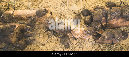 Ratten auf Holz in Zelle. Viele Ratten Stockfoto