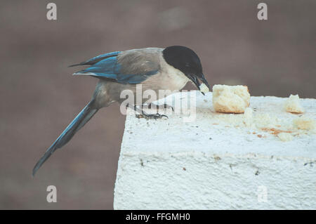 Vogel essen Brot. Nahaufnahme Stockfoto