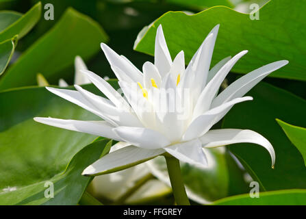 Weiße Lilie auf dem See unter den grünen Blättern Stockfoto