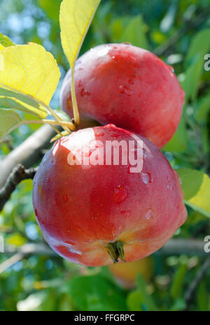 Rote Äpfel wächst auf einem Ast vor dem grünen Laub Stockfoto