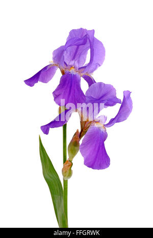 Violette Blume Iris auf dem weißen Hintergrund isoliert Stockfoto