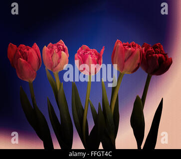 Mitternacht Tulpen, gefilterten Bild. Stockfoto