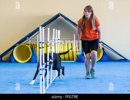 Professionelle Hündin Handler Ausbildung Hund Slalom-Parcours durchlaufen Stockfoto