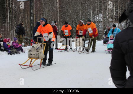 Stücken, Norwegen. 14. Februar 2016. Teilnehmer und Publikum bei der Tretschlitten World Championship in Stücken mit norwegischen Trachten. Silje Ekern/Alamy Live-Nachrichten Stockfoto