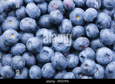 Leckere Heidelbeeren, frisch gepflückt, organische und bereit zu essen Stockfoto